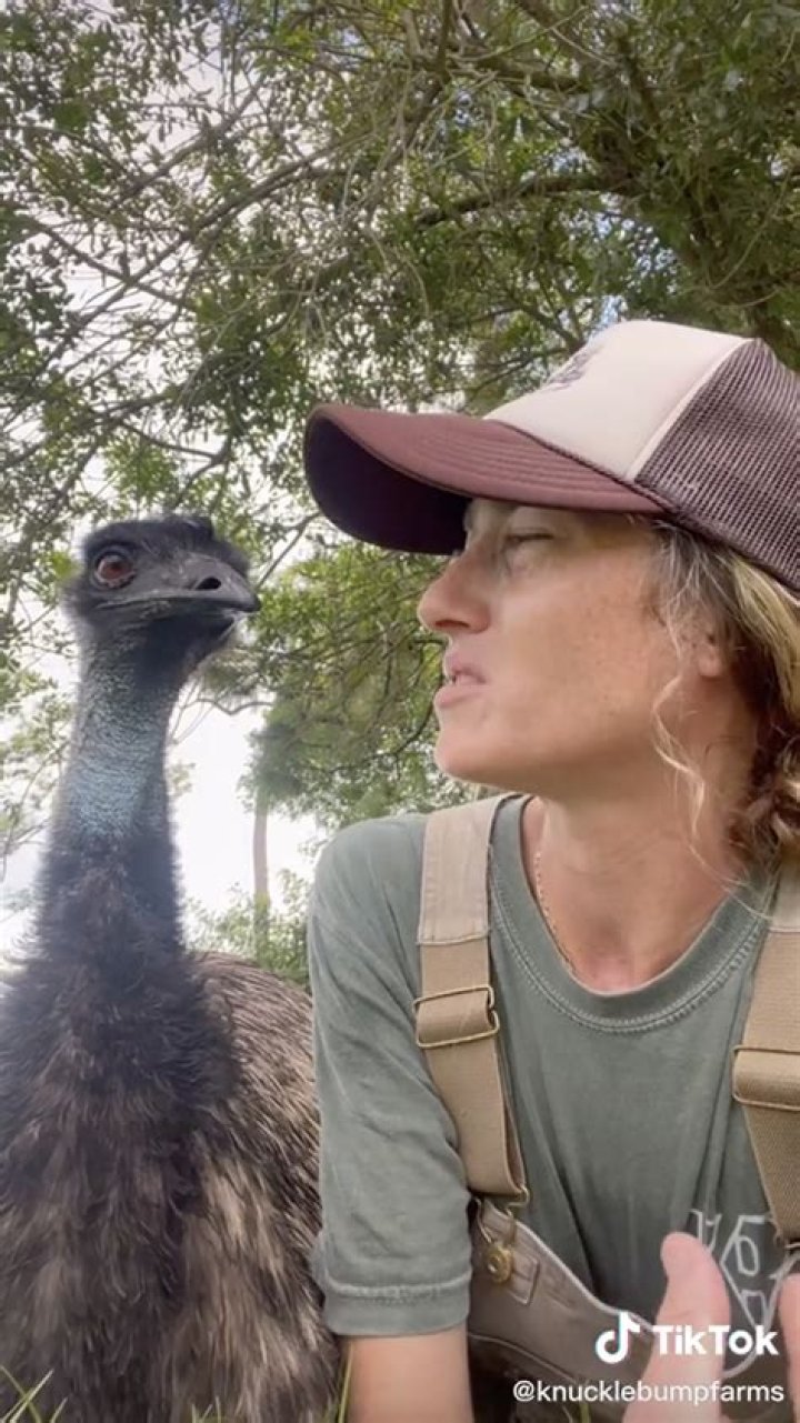 Knuckle Bump Farms Viral Video On Tiktok, What Is Emmanuel The Emu Sensation All About?